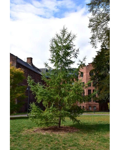Модрина японська Діана | Larix kaempferi Diana | Лиственница японская Диана