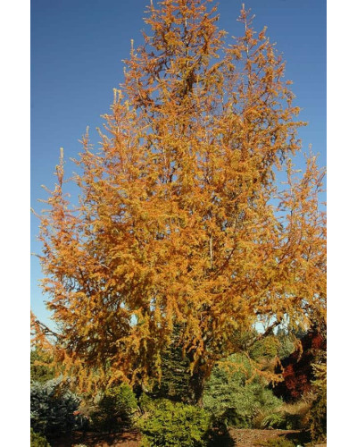 Модрина японська Діана | Larix kaempferi Diana | Лиственница японская Диана
