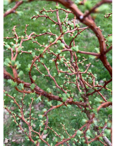 Модрина японська Діана | Larix kaempferi Diana | Лиственница японская Диана