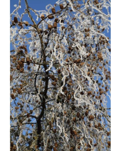 Модрина японська Діана | Larix kaempferi Diana | Лиственница японская Диана