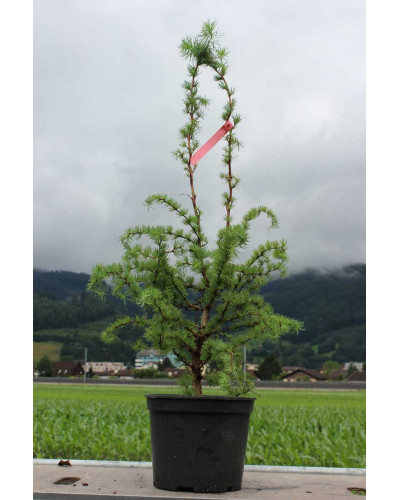 Модрина японська Діана | Larix kaempferi Diana | Лиственница японская Диана