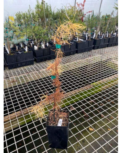 Модрина японська Діана | Larix kaempferi Diana | Лиственница японская Диана