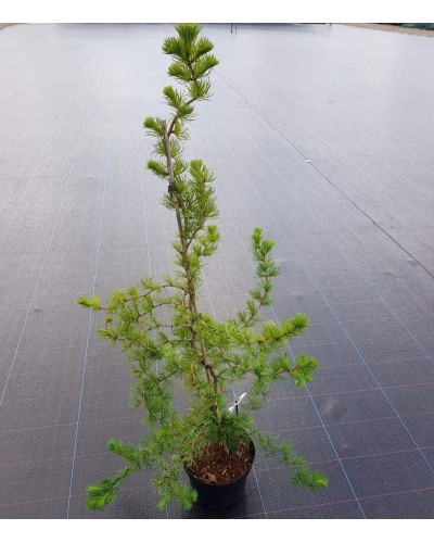 Модрина японська Діана | Larix kaempferi Diana | Лиственница японская Диана
