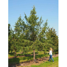 Модрина японська Діана | Larix kaempferi Diana | Лиственница японская Диана