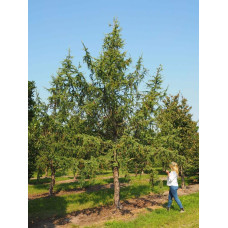 Модрина японська Діана | Larix kaempferi Diana | Лиственница японская Диана
