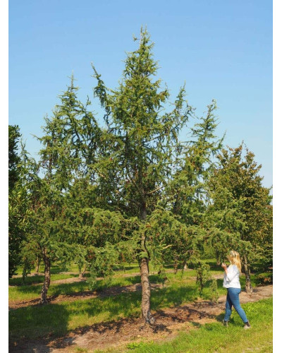 Модрина японська Діана | Larix kaempferi Diana | Лиственница японская Диана