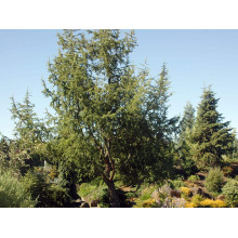 Модрина японська Діана | Larix kaempferi Diana | Лиственница японская Диана