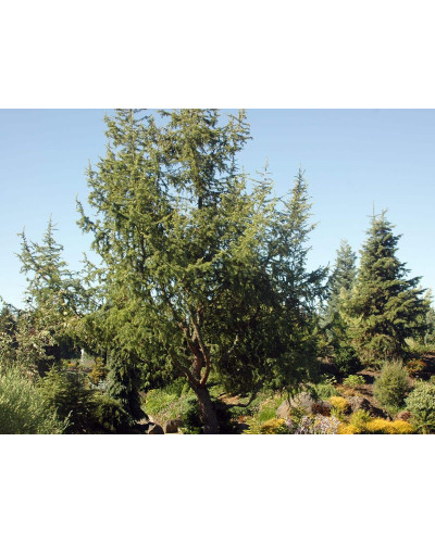 Модрина японська Діана | Larix kaempferi Diana | Лиственница японская Диана