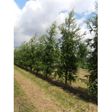 Модрина японська Діана | Larix kaempferi Diana | Лиственница японская Диана