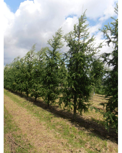 Модрина японська Діана | Larix kaempferi Diana | Лиственница японская Диана