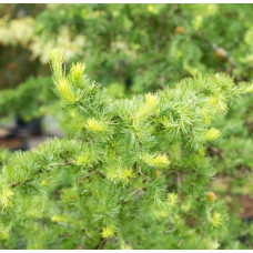 Модрина японська Діана | Larix kaempferi Diana | Лиственница японская Диана
