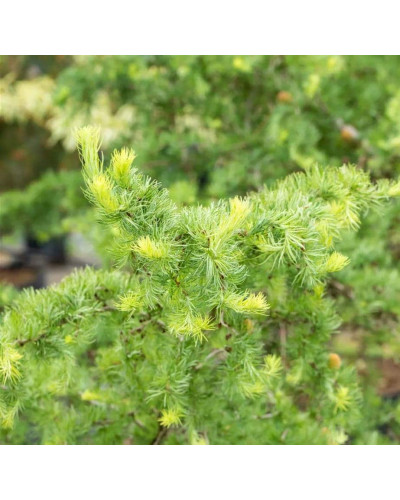 Модрина японська Діана | Larix kaempferi Diana | Лиственница японская Диана