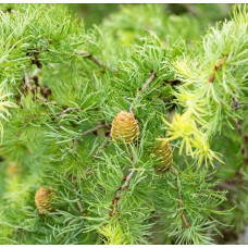 Модрина японська Діана | Larix kaempferi Diana | Лиственница японская Диана