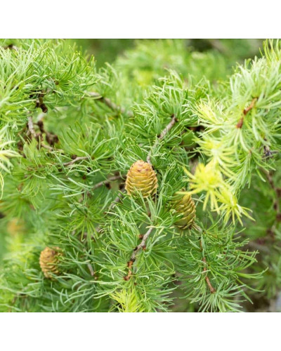 Модрина японська Діана | Larix kaempferi Diana | Лиственница японская Диана