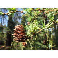 Модрина японська Діана | Larix kaempferi Diana | Лиственница японская Диана