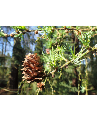 Модрина японська Діана | Larix kaempferi Diana | Лиственница японская Диана