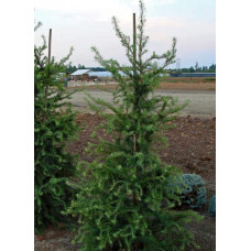 Модрина японська Діана | Larix kaempferi Diana | Лиственница японская Диана