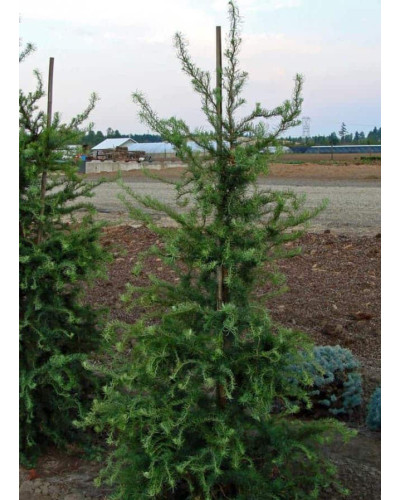 Модрина японська Діана | Larix kaempferi Diana | Лиственница японская Диана