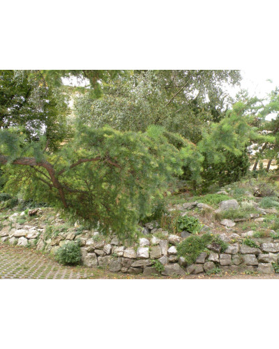 Модрина японська Діана | Larix kaempferi Diana | Лиственница японская Диана