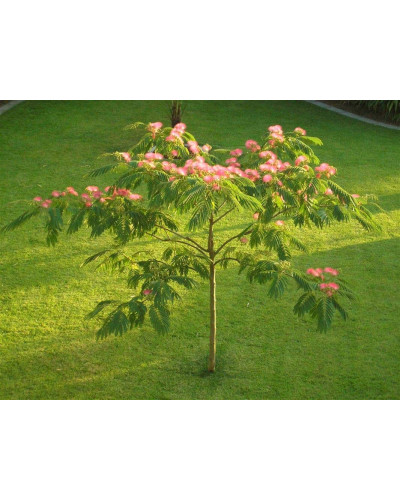 Альбіція / Акація ленкоранська | Albizia julibrissin | Акация ленкоранская / Альбиция