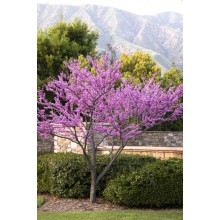 Церцис канадський Форест Пансі | Cercis canadensis Forest Pansy | Церцис канадский Форест Панси