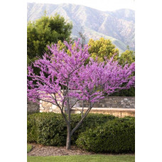 Церцис канадський Форест Пансі | Cercis canadensis Forest Pansy | Церцис канадский Форест Панси