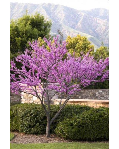 Церцис канадський Форест Пансі | Cercis canadensis Forest Pansy | Церцис канадский Форест Панси