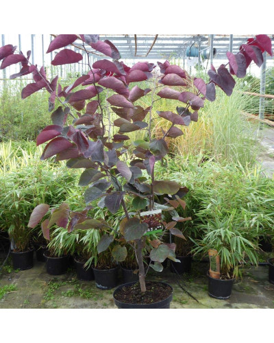 Церцис канадський Форест Пансі | Cercis canadensis Forest Pansy | Церцис канадский Форест Панси
