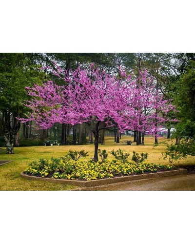Церцис канадський Форест Пансі | Cercis canadensis Forest Pansy | Церцис канадский Форест Панси