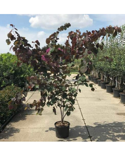 Церцис канадський Форест Пансі | Cercis canadensis Forest Pansy | Церцис канадский Форест Панси