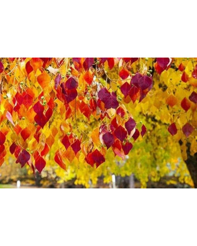 Церцис канадський Форест Пансі | Cercis canadensis Forest Pansy | Церцис канадский Форест Панси