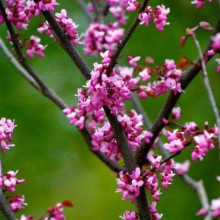 Церцис канадський Форест Пансі | Cercis canadensis Forest Pansy | Церцис канадский Форест Панси