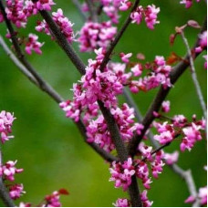 Церцис канадський Форест Пансі | Cercis canadensis Forest Pansy | Церцис канадский Форест Панси