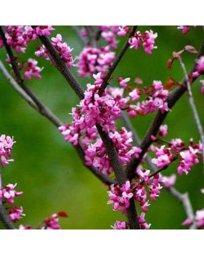 Церцис канадський Форест Пансі | Cercis canadensis Forest Pansy | Церцис канадский Форест Панси