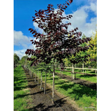 Церцис канадський Форест Пансі | Cercis canadensis Forest Pansy | Церцис канадский Форест Панси