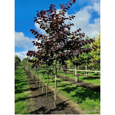 Церцис канадський Форест Пансі | Cercis canadensis Forest Pansy | Церцис канадский Форест Панси