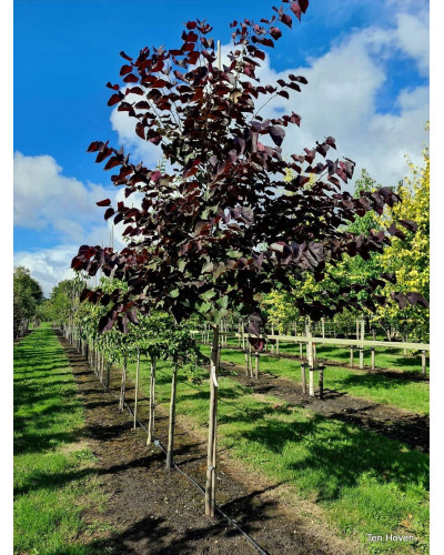 Церцис канадський Форест Пансі | Cercis canadensis Forest Pansy | Церцис канадский Форест Панси