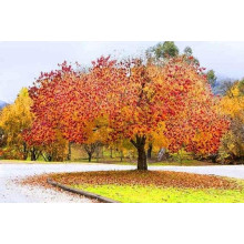 Церцис канадський Форест Пансі | Cercis canadensis Forest Pansy | Церцис канадский Форест Панси