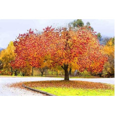Церцис канадський Форест Пансі | Cercis canadensis Forest Pansy | Церцис канадский Форест Панси