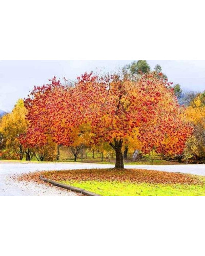 Церцис канадський Форест Пансі | Cercis canadensis Forest Pansy | Церцис канадский Форест Панси