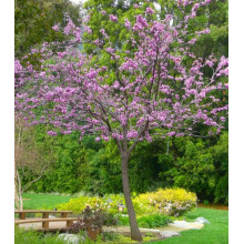 Церцис канадський Форест Пансі | Cercis canadensis Forest Pansy | Церцис канадский Форест Панси