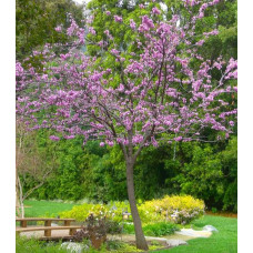 Церцис канадський Форест Пансі | Cercis canadensis Forest Pansy | Церцис канадский Форест Панси