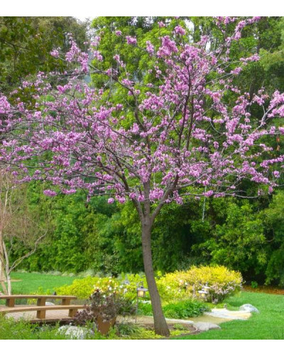 Церцис канадський Форест Пансі | Cercis canadensis Forest Pansy | Церцис канадский Форест Панси