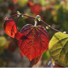 Церцис канадський Форест Пансі | Cercis canadensis Forest Pansy | Церцис канадский Форест Панси