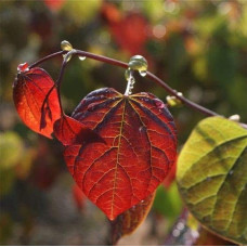 Церцис канадський Форест Пансі | Cercis canadensis Forest Pansy | Церцис канадский Форест Панси
