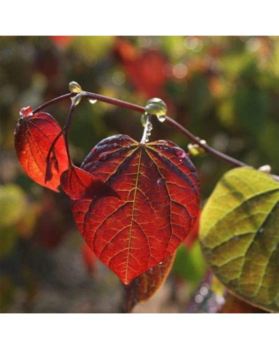 Церцис канадський Форест Пансі | Cercis canadensis Forest Pansy | Церцис канадский Форест Панси