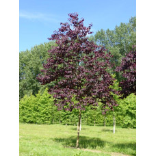 Церцис канадський Форест Пансі | Cercis canadensis Forest Pansy | Церцис канадский Форест Панси