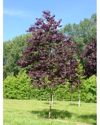 Церцис канадський Форест Пансі | Cercis canadensis Forest Pansy | Церцис канадский Форест Панси