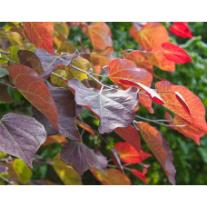 Церцис канадський Форест Пансі | Cercis canadensis Forest Pansy | Церцис канадский Форест Панси