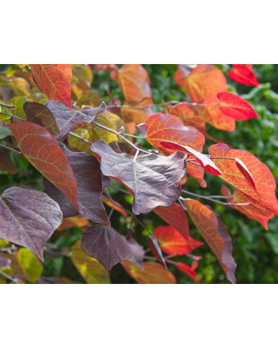 Церцис канадський Форест Пансі | Cercis canadensis Forest Pansy | Церцис канадский Форест Панси